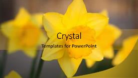  Presentation with bright yellow - Cool new slides with narcissis - daffodil a bright yellow flower backdrop and a gold colored foreground