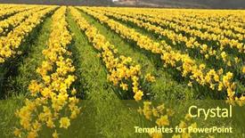  Presentation with algal bloom - Colorful slides enhanced with narcissis - daffodils in bloom cornwall uk backdrop and a  colored foreground