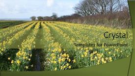  Presentation with field - Audience pleasing presentation consisting of narcissis - field of daffodils cornwall uk backdrop and a  colored foreground