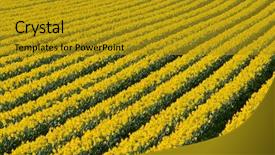  Presentation with daffodil - Slide set consisting of narcissis - lots of rows of flowering background and a  colored foreground