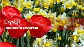  Presentation with tulips - Presentation theme featuring narcissis - red tulips and narcissi background and a  colored foreground
