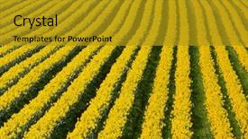  Presentation with daffodil - Slides featuring narcissis - rows of flowering yellow daffodil background and a  colored foreground