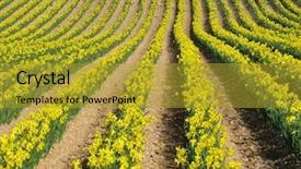  Presentation with daffodil - Beautiful presentation theme featuring narcissis - rows of yellow spring daffodil backdrop and a  colored foreground