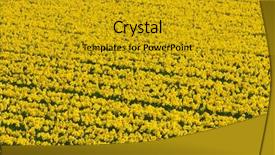  Presentation with yellow narcissus or daffodil flowers - Beautiful PPT theme featuring narcissis - thousands of yellow daffodils flowers backdrop and a  colored foreground