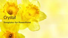  Presentation with teal and yellow wallpaper - PPT layouts with narcissis - three yellow narcissi close-up background and a yellow colored foreground