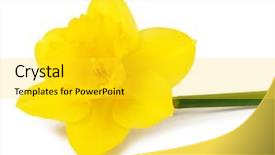  Presentation with yellow narcissus or daffodil flowers - Presentation theme with narcissis - yellow daffodils isolated on white background and a yellow colored foreground