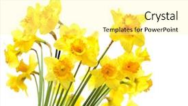  Presentation with yellow narcissus or daffodil flowers - Audience pleasing presentation design consisting of narcissis - yellow daffodils isolated backdrop and a blonde colored foreground