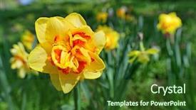  Presentation with narcissus - Colorful presentation theme enhanced with narcissis - yellow narcissus flower closeup shot backdrop and a  colored foreground