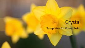  Presentation with daffodil - Slides having narcissism - daffodil a bright yellow flower background and a gold colored foreground