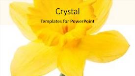  Presentation with narcissism - Slide deck having narcissism - daffodil flower or narcissus isolated background and a light gray colored foreground