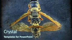 Presentation with bee - Beautiful presentation theme featuring narcissism - image from insect background series backdrop and a tawny brown colored foreground