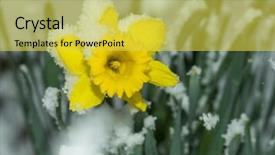  Presentation with daffodil - PPT theme enhanced with narcissism - snow on daffodil flower background and a yellow colored foreground