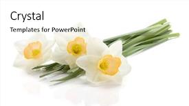 Presentation with three - Slide deck featuring narcissism - three lying daffodils isolated background and a white colored foreground