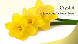  Presentation with yellow narcissus or daffodil flowers - Presentation consisting of narcissism - yellow daffodils isolated on white background and a yellow colored foreground