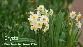  Presentation with narcissus - Presentation theme with narcissus-blooming-for-chinese-new background and a tawny brown colored foreground