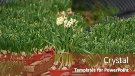  Presentation with chinese new year - Presentation theme enhanced with narcissus-blooming-for-chinese-new background and a tawny brown colored foreground