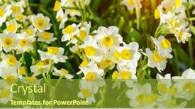  Presentation with narcissus - Colorful slide set enhanced with narcissus-blooming-for-chinese-new backdrop and a gold colored foreground