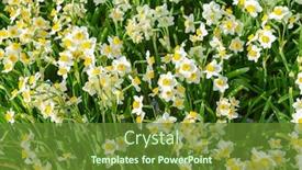  Presentation with narcissus - Cool new slide deck with narcissus-blooming-for-chinese-new backdrop and a tawny brown colored foreground