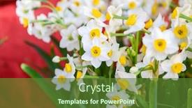  Presentation with narcissus - Beautiful PPT theme featuring narcissus-blooming-for-chinese-new backdrop and a tawny brown colored foreground