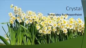  Presentation with narcissus - Slide set with narcissus-blooming-for-chinese-new background and a light blue colored foreground