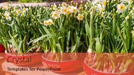  Presentation with narcissus - Amazing presentation design having narcissus-blooming-for-chinese-new backdrop and a red colored foreground