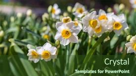  Presentation with chinese new year - Slide set having narcissus-blooming-for-chinese-new background and a tawny brown colored foreground