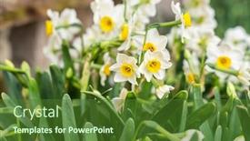  Presentation with narcissus - Cool new PPT theme with narcissus-blooming-for-chinese-new backdrop and a forest green colored foreground