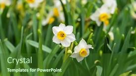  Presentation with narcissus - PPT layouts with narcissus-blooming-for-chinese-new background and a  colored foreground