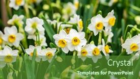  Presentation with narcissus - Slides with narcissus-blooming-for-chinese-new background and a  colored foreground