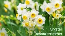  Presentation with narcissus - Presentation theme having narcissus-blooming-for-chinese-new background and a  colored foreground