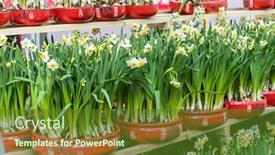 Presentation with translation - Presentation enhanced with narcissus-blooming-for-chinese-new background and a tawny brown colored foreground
