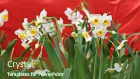  Presentation with narcissus - PPT theme having narcissus blooming for chinese new year background and a tawny brown colored foreground