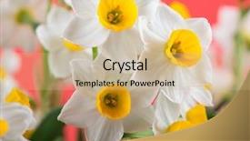  Presentation with narcissus - Beautiful PPT theme featuring narcissus blooming with red background backdrop and a coral colored foreground