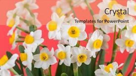 Presentation with narcissus - Cool new PPT theme with narcissus blooming with red background backdrop and a lemonade colored foreground