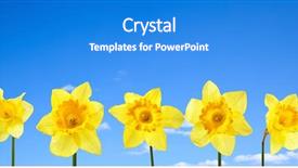  Presentation with narcissus - Slide deck featuring narcissus close up against blue sky with clouds background and a cobalt blue colored foreground