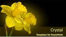  Presentation with narcissus - Slides enhanced with narcissus-couple-yellow-daffodil-flowers background and a tawny brown colored foreground