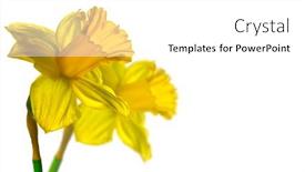 Presentation with narcissus - Presentation design with narcissus-couple-yellow-daffodil-flowers background and a white colored foreground