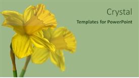  Presentation with daffodil - Presentation theme consisting of narcissus-couple-yellow-daffodil-flowers background and a mint green colored foreground