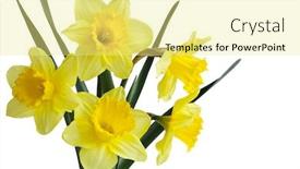  Presentation with daffodil - Audience pleasing slide set consisting of narcissus daffodil jonquil spring perennial backdrop and a blonde colored foreground