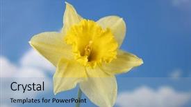  Presentation with daffodil - Slide deck with narcissus daffodil yellow flower background and a light blue colored foreground