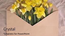  Presentation with narcissus - Presentation having narcissus envelope with spring flowers over rough crumpled paper springtime design background background and a coral colored foreground