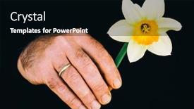  Presentation with narcissus - PPT layouts with narcissus-flower-close-up background and a black colored foreground