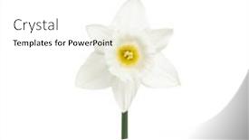  Presentation with narcissus - PPT theme enhanced with narcissus-flower-isolated-on-white background and a white colored foreground