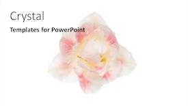  Presentation with narcissus - Theme consisting of narcissus-flower-isolated-on-white background and a white colored foreground