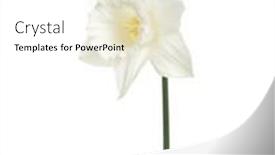  Presentation with narcissus - Presentation design having narcissus-flower-isolated-on-white background and a white colored foreground