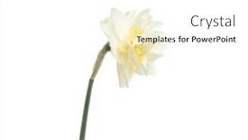  Presentation with narcissus - PPT theme enhanced with narcissus-flower-isolated-on-white background and a white colored foreground