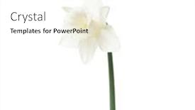  Presentation with narcissus - Presentation theme with narcissus-flower-isolated-on-white background and a white colored foreground