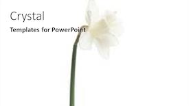  Presentation with narcissus - Theme featuring narcissus-flower-isolated-on-white background and a white colored foreground