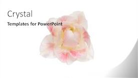  Presentation with narcissus - Slide deck having narcissus-flower-isolated-on-white background and a white colored foreground