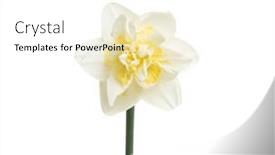  Presentation with narcissus - Slide set featuring narcissus-flower-isolated-on-white background and a white colored foreground